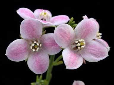 APII jpeg image of Boronia coerulescens subsp. coerulescens  © contact APII