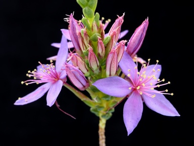 APII jpeg image of Calytrix leschenaultii  © contact APII