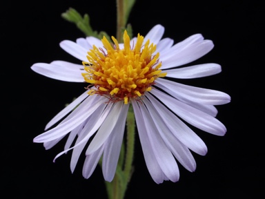 APII jpeg image of Olearia stuartii  © contact APII