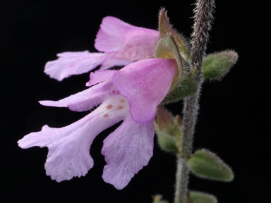 APII jpeg image of Prostanthera marifolia  © contact APII