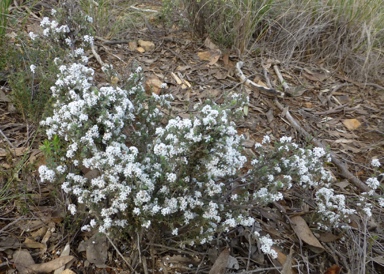 APII jpeg image of Leucopogon microphyllus var. pilibundus  © contact APII