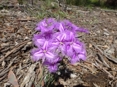 APII jpeg image of Thysanotus tuberosus subsp. tuberosus  © contact APII