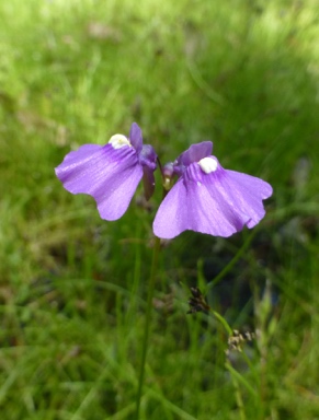 APII jpeg image of Utricularia dichotoma  © contact APII