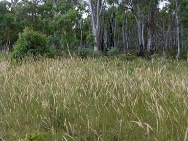 APII jpeg image of Austrostipa densiflora  © contact APII