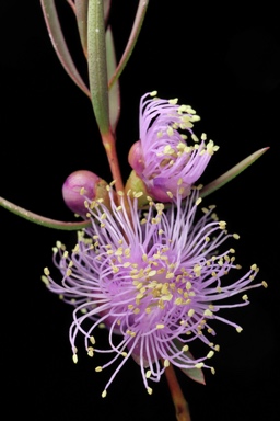 APII jpeg image of Melaleuca radula  © contact APII