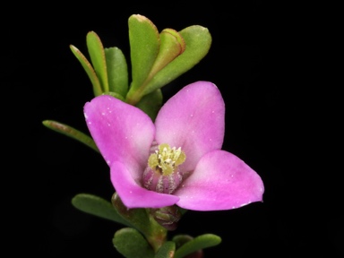 APII jpeg image of Boronia crenulata var. crenulata  © contact APII