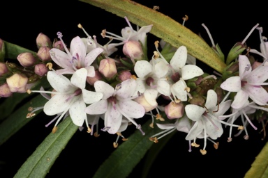 APII jpeg image of Myoporum bateae  © contact APII