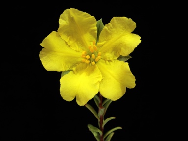 APII jpeg image of Hibbertia serpyllifolia  © contact APII