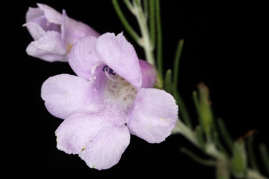 APII jpeg image of Eremophila microtheca  © contact APII