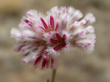 APII jpeg image of Ptilotus obovatus  © contact APII