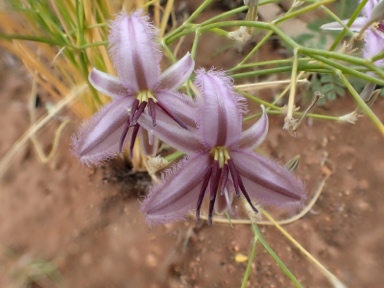 APII jpeg image of Thysanotus sp. Eremaean (S.van Leeuwen 1067)  © contact APII