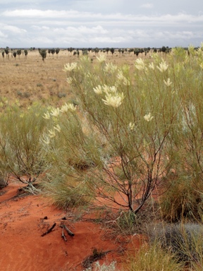 APII jpeg image of Grevillea stenobotrya  © contact APII