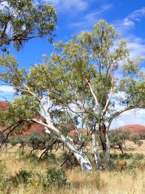 APII jpeg image of Eucalyptus camaldulensis subsp. arida  © contact APII