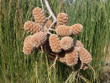 APII jpeg image of Allocasuarina decaisneana  © contact APII