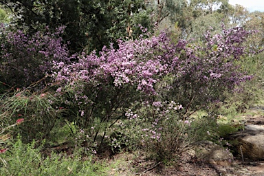 APII jpeg image of Leptospermum rotundifolium  © contact APII