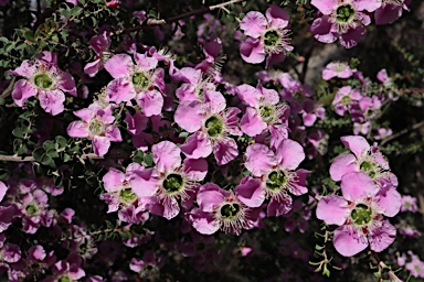 APII jpeg image of Leptospermum rotundifolium  © contact APII