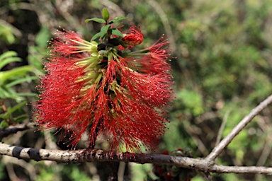 APII jpeg image of Melaleuca hypericifolia  © contact APII