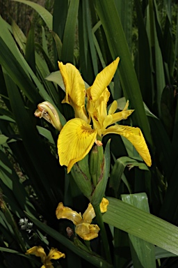 APII jpeg image of Iris pseudacorus  © contact APII