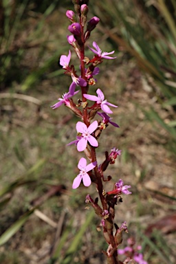 APII jpeg image of Stylidium armeria subsp. armeria  © contact APII