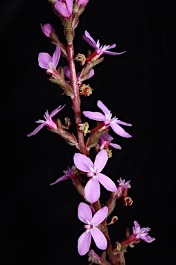 APII jpeg image of Stylidium armeria subsp. armeria  © contact APII