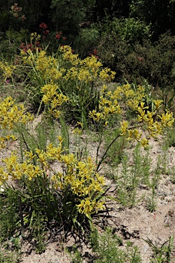 APII jpeg image of Anigozanthos 'Bush Dawn'  © contact APII