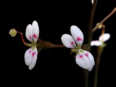 APII jpeg image of Stylidium caespitosum  © contact APII