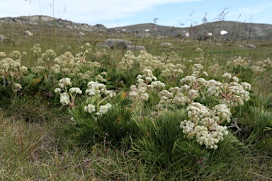 APII jpeg image of Aciphylla glacialis  © contact APII