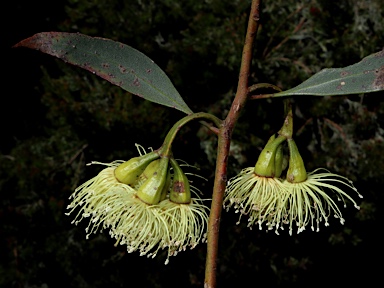 APII jpeg image of Eucalyptus cerasiformis  © contact APII