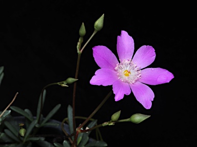 APII jpeg image of Calandrinia sp. Chewings Range (D.E.Albrecht 10561)  © contact APII