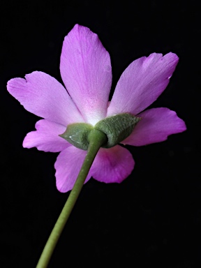 APII jpeg image of Calandrinia sp. Chewings Range (D.E.Albrecht 10561)  © contact APII