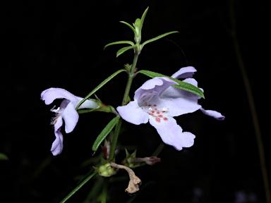 APII jpeg image of Westringia longifolia  © contact APII