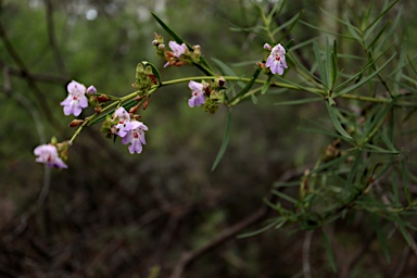 APII jpeg image of Prostanthera tallowa  © contact APII