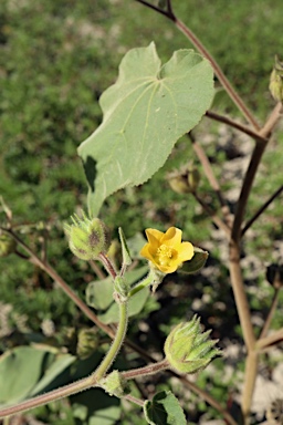 APII jpeg image of Abutilon theophrasti  © contact APII