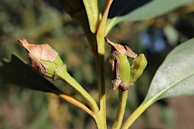 APII jpeg image of Eucalyptus langleyi  © contact APII