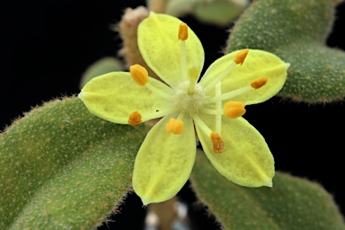 APII jpeg image of Asterolasia asteriscophora subsp. asteriscophora  © contact APII