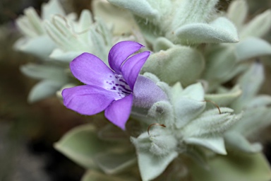 APII jpeg image of Eremophila warnesii  © contact APII