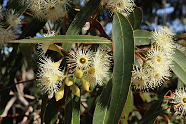 APII jpeg image of Eucalyptus paniculata  © contact APII