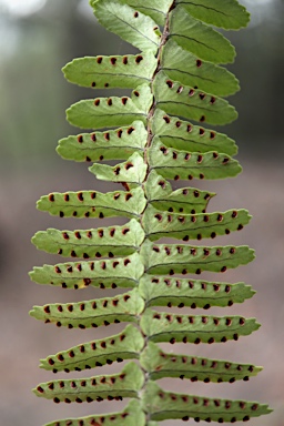 APII jpeg image of Nephrolepis cordifolia  © contact APII