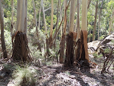 APII jpeg image of Eucalyptus oreades  © contact APII