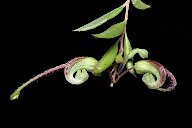 APII jpeg image of Grevillea mucronulata  © contact APII