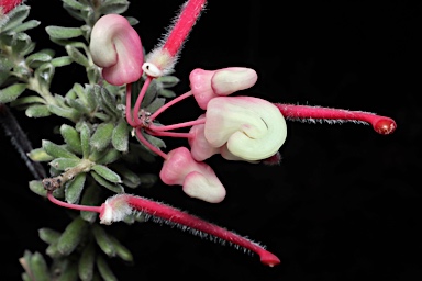 APII jpeg image of Grevillea lanigera  © contact APII