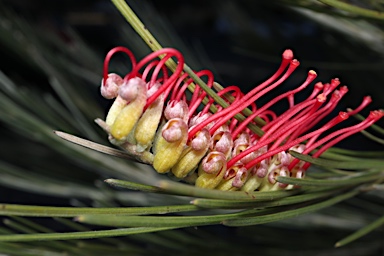 APII jpeg image of Grevillea coccinea  © contact APII