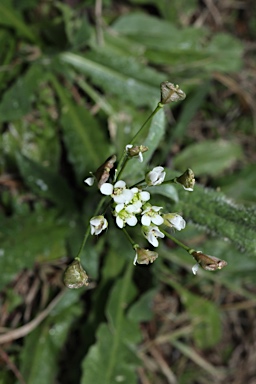 APII jpeg image of Capsella bursa-pastoris  © contact APII