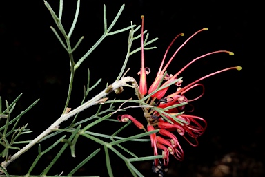 APII jpeg image of Grevillea preissii subsp. preissii  © contact APII