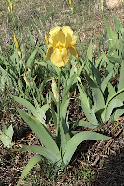 APII jpeg image of Iris germanica  © contact APII