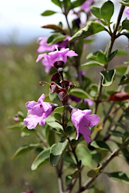 APII jpeg image of Prostanthera rotundifolia  © contact APII