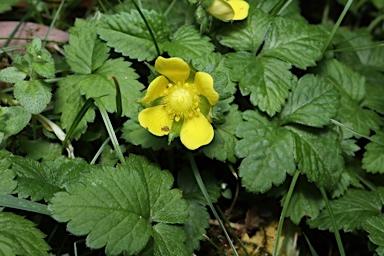 APII jpeg image of Potentilla indica  © contact APII