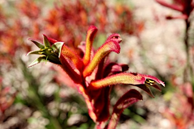 APII jpeg image of Anigozanthos 'Bush Blitz'  © contact APII