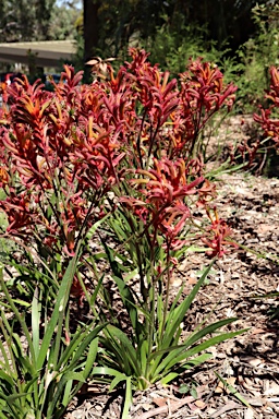 APII jpeg image of Anigozanthos 'Bush Blitz'  © contact APII