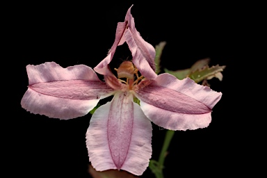 APII jpeg image of Goodenia macmillanii  © contact APII